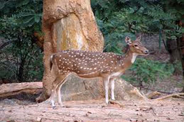 Deer Park Khowai